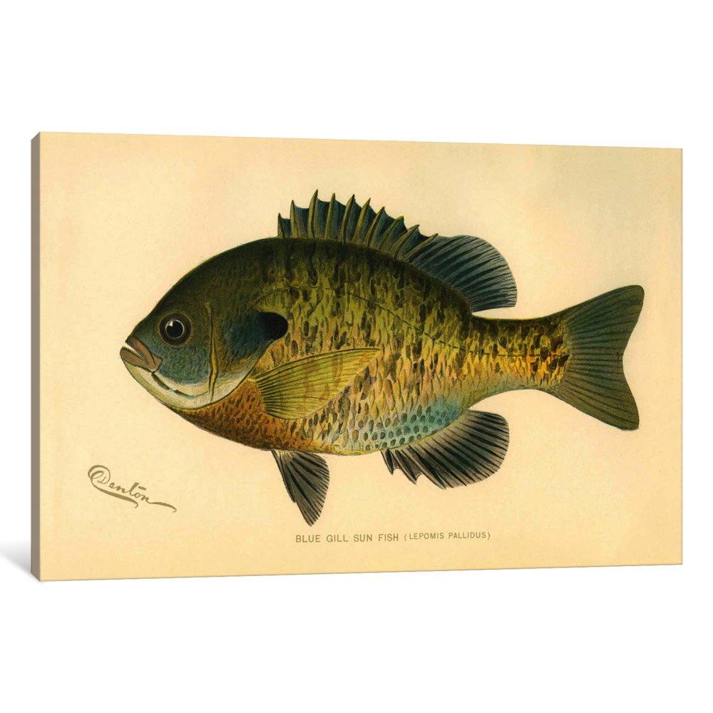 blue gill sun fish canvas print by print collection, 12 by 8