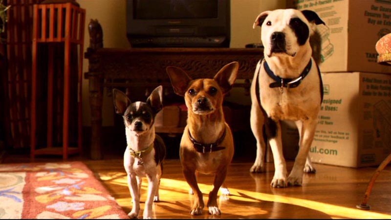 富贵吉娃娃2(DVD)-DVD-亚马逊中国