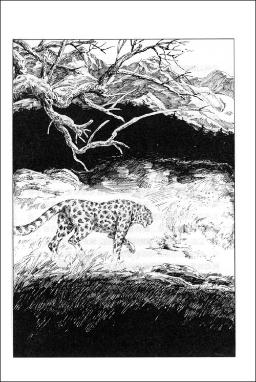 《动物小说大王沈石溪品藏书系:雪豹悲歌》 沈石溪【摘要 书评 试读】