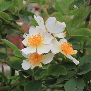 迎桂 多花蔷薇种子 爬藤本月季花种子 盆栽绿植