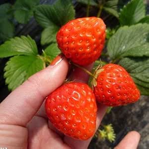 迎桂 庭院植物 草莓苗 果树苗批发 草莓四季可盆栽 果树苗 巨星一号