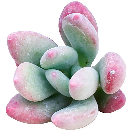 嗨绿 多肉植物组合盆栽绿植 绿美人 冠幅4-5cm(供应商直送)