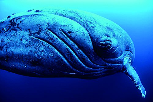 商品curious female humpback whale, closeup, roca