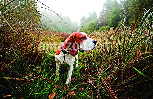 hunting dog in the foggy morning in forest poster print, 17" x