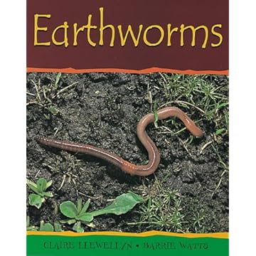 美国亚马逊earthworm蚯蚓