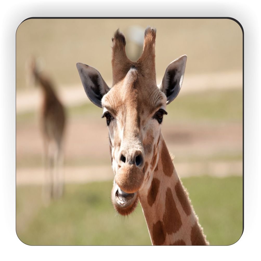 rikki knight 非洲长颈鹿特写设计方形冰箱贴