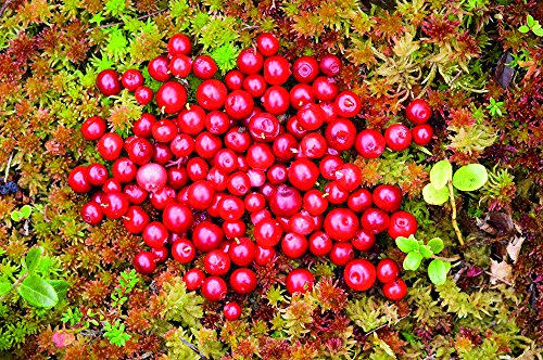 商品cowberries (lingonberry) poster print, 17" x 11"