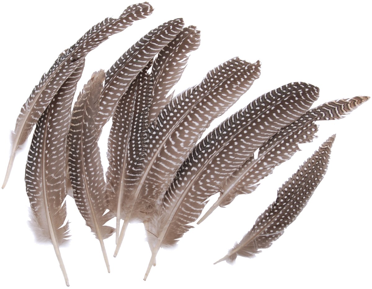 goose fowl wing quill feathers 10/pkg-natural