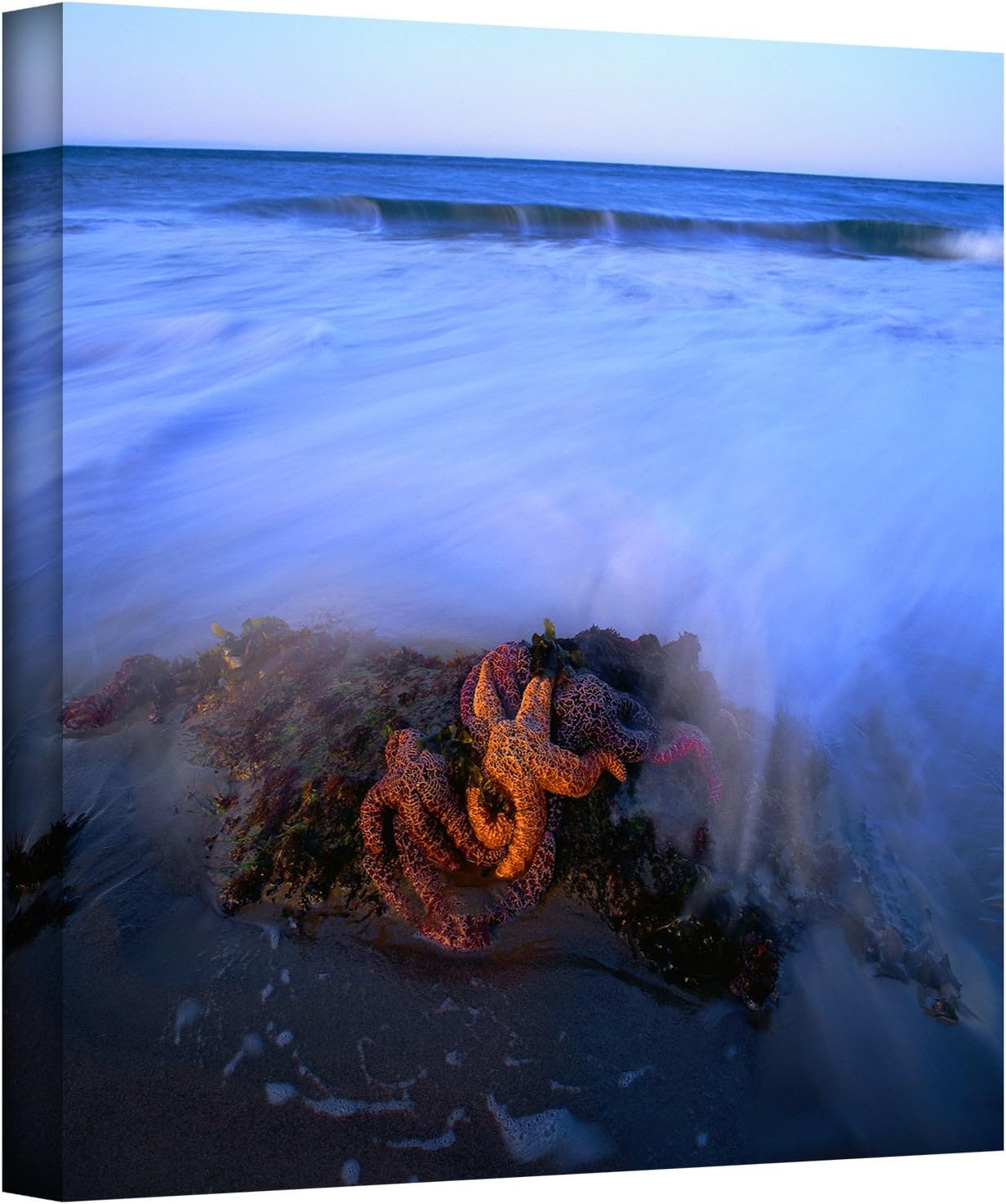 artwall dean uhlinger morning sea stars gallery wrapped canvas