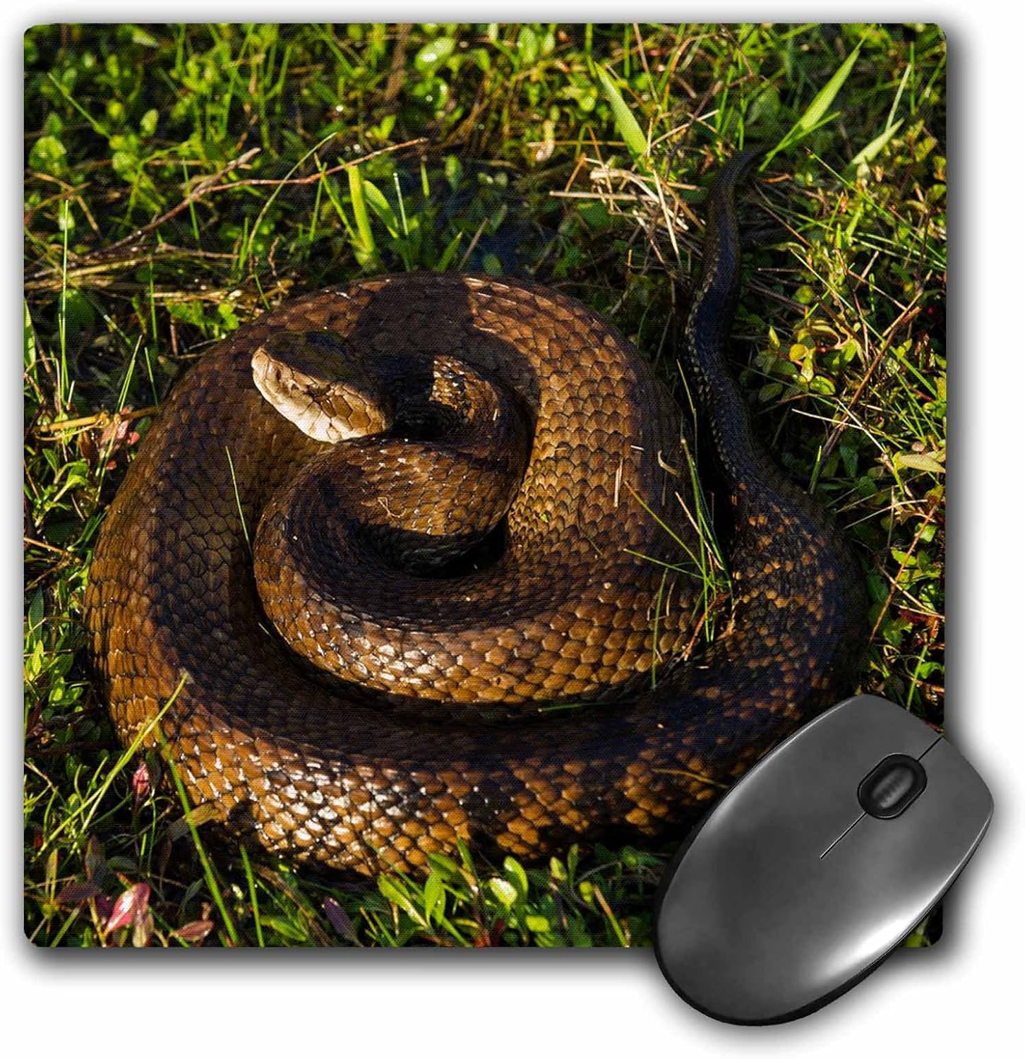 3d 玫瑰哑光鼠标垫 - 8 x 8 cottonmouth or water moccasin barrier