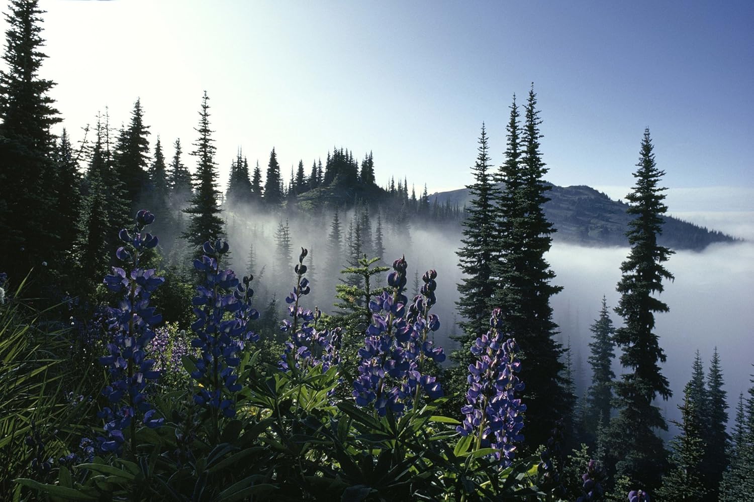 national geographic ng1320 misty forest with purple flowers