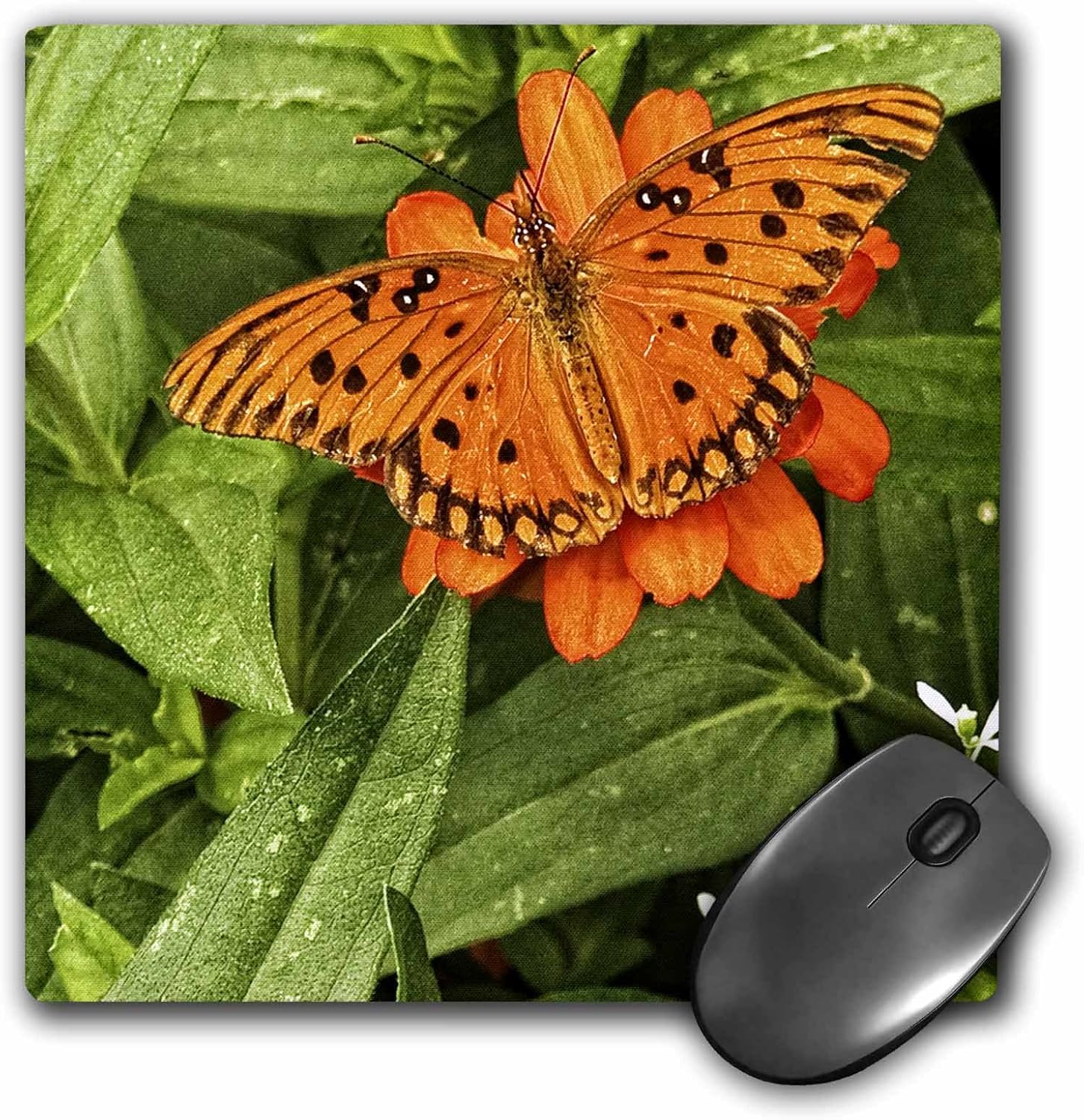 pale blue light butterfly square mouse pad printing pads
