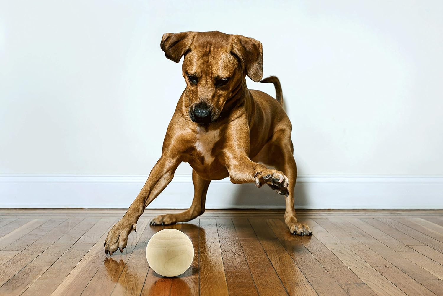 cys excel 木制狗狗玩具,天然木球,多种尺寸硬球,狗狗球 坚韧 xxlarge