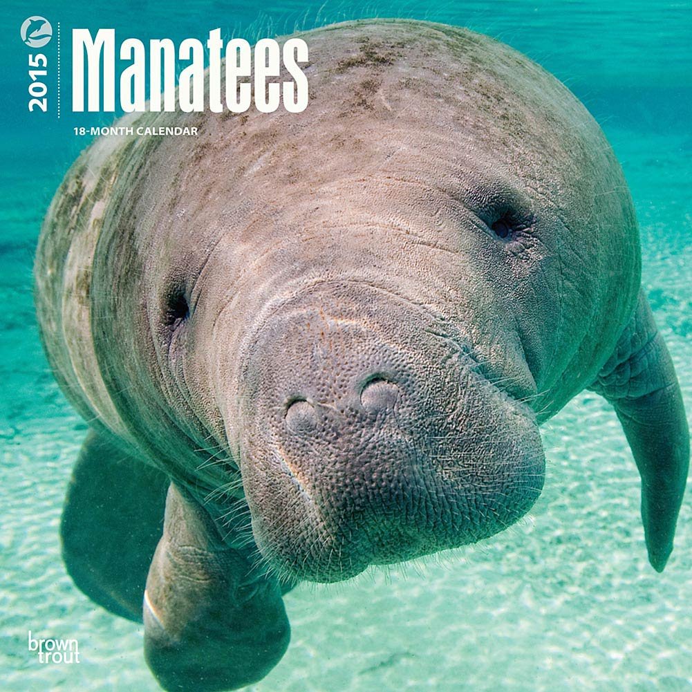 manatees 2015 挂历