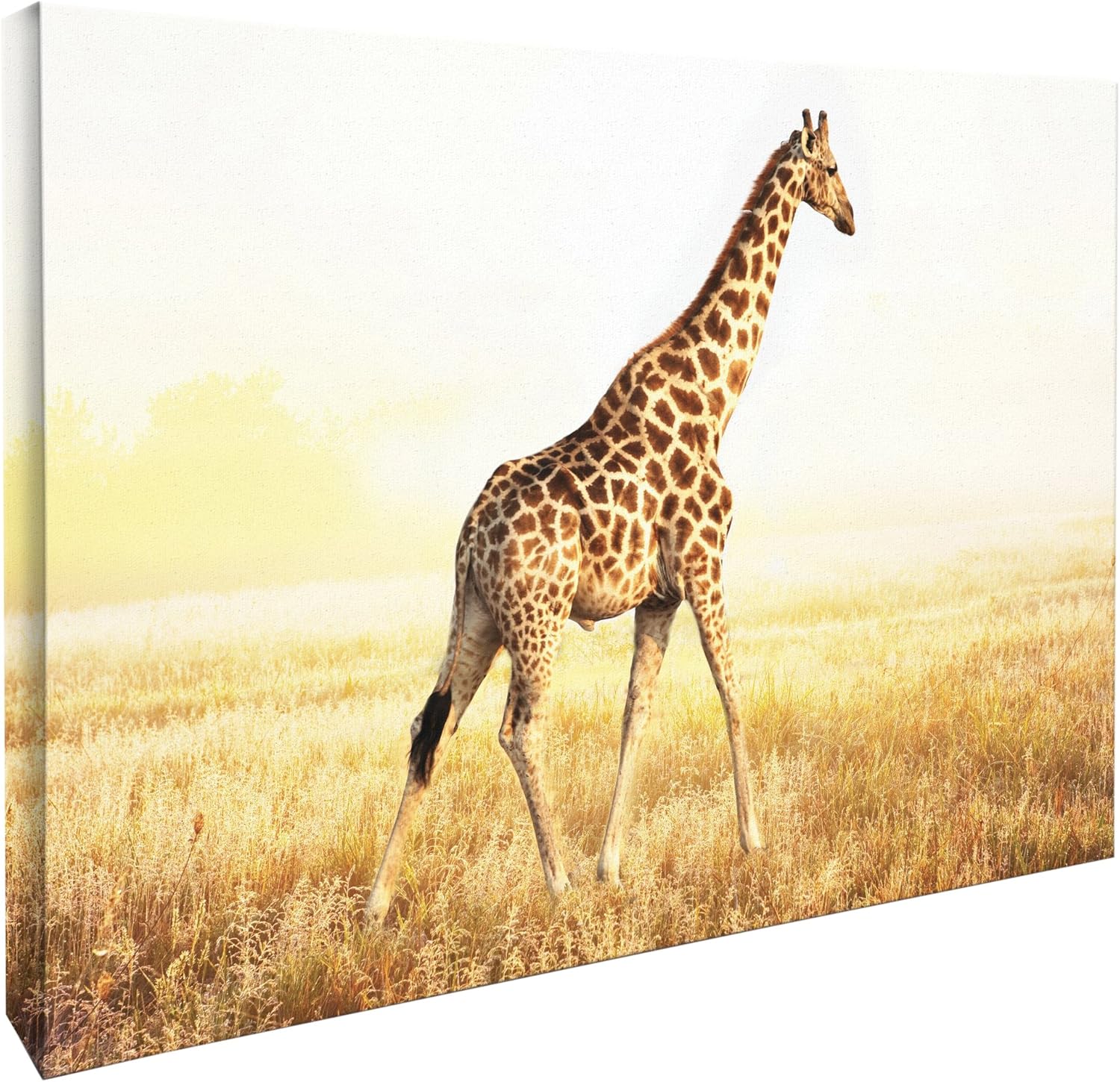 jp london mcnv2067 非洲长颈鹿平面 5.08cm 厚重磅画廊包装油画,7.
