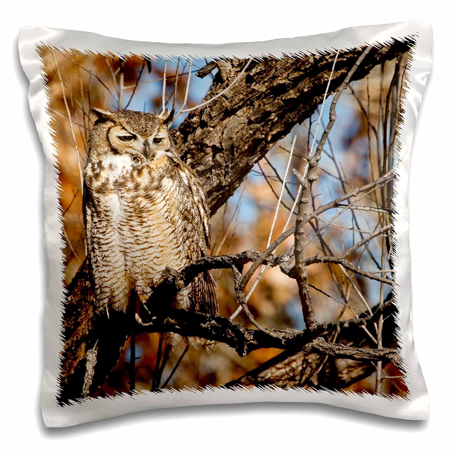 danita delimont–鸟–great horned 猫头鹰小鸟, wil